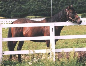 horse1-300x229.jpg
